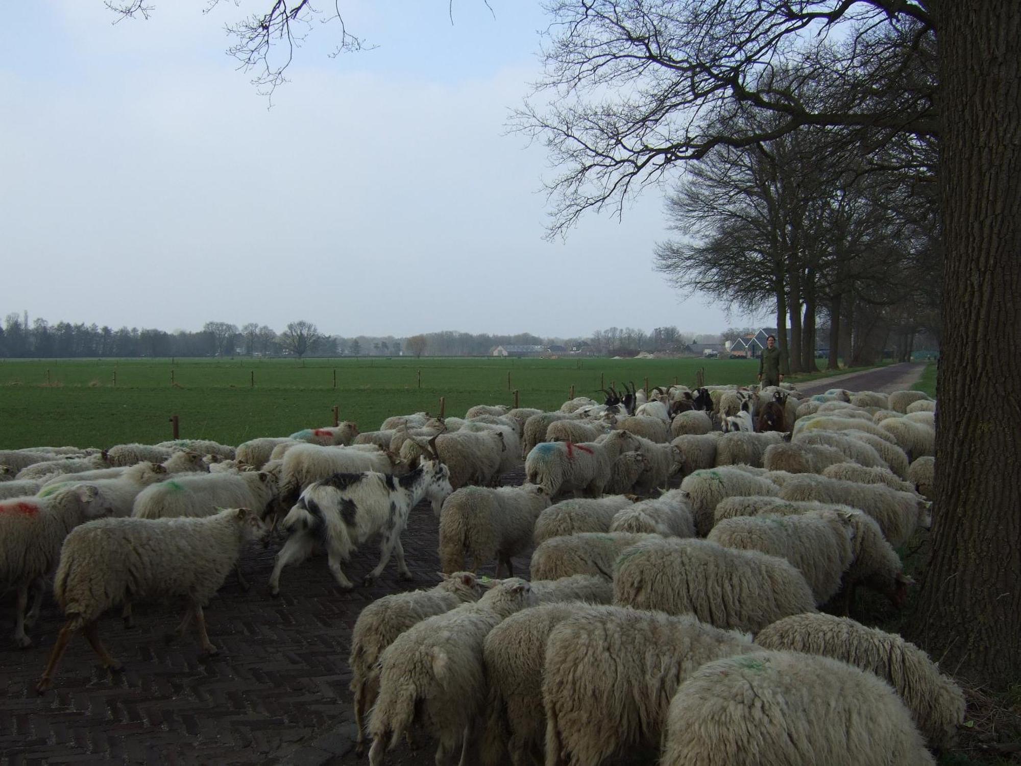 Erfgoed & Logies Den Heijkant Moergestel Ruang foto