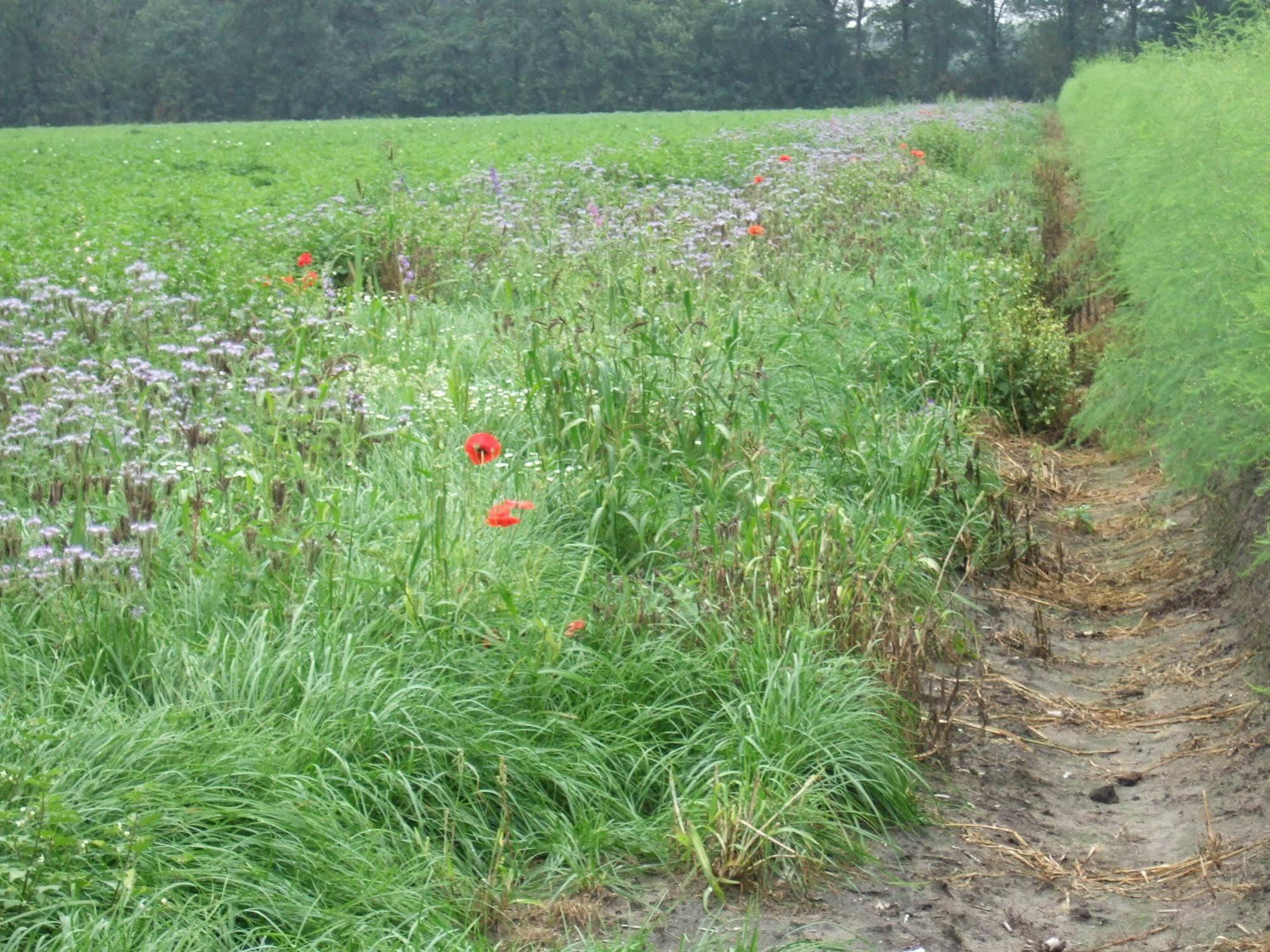 Erfgoed & Logies Den Heijkant Moergestel Bagian luar foto